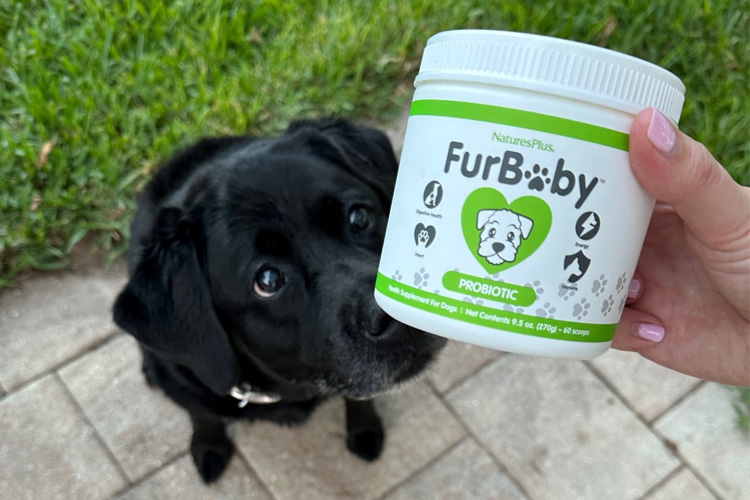 Celebrate National Pet Month with These Four Must-Have Products for Your Furry Friend